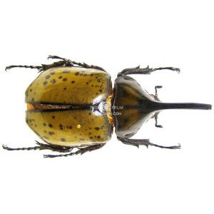 DYNASTES HYLLUS MORONI